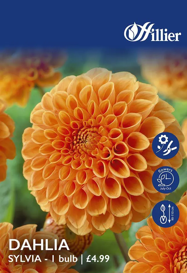 Dahlia Sylvia Tubers