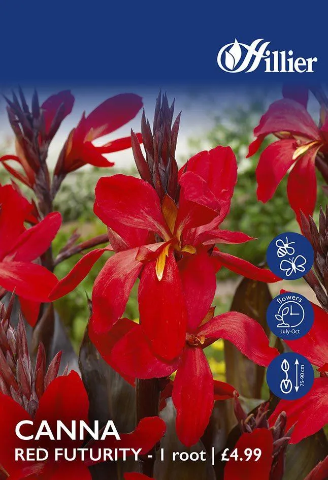Canna Red Futurity Bulbs