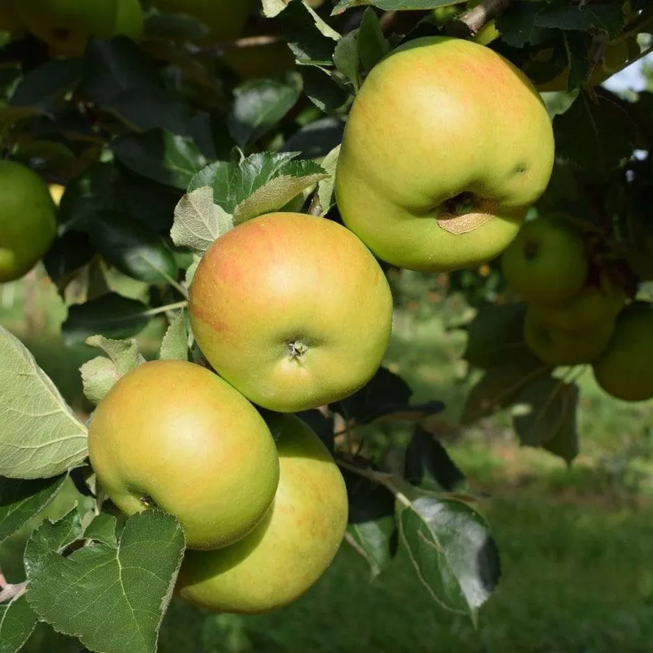apple 'Bramley's Seedling'