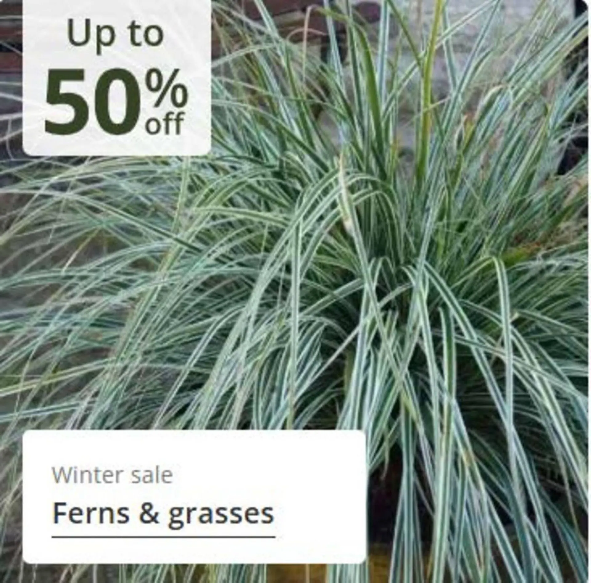 Crocus leaflet from 24 December to 8 January 2026 - Catalogue Page 7