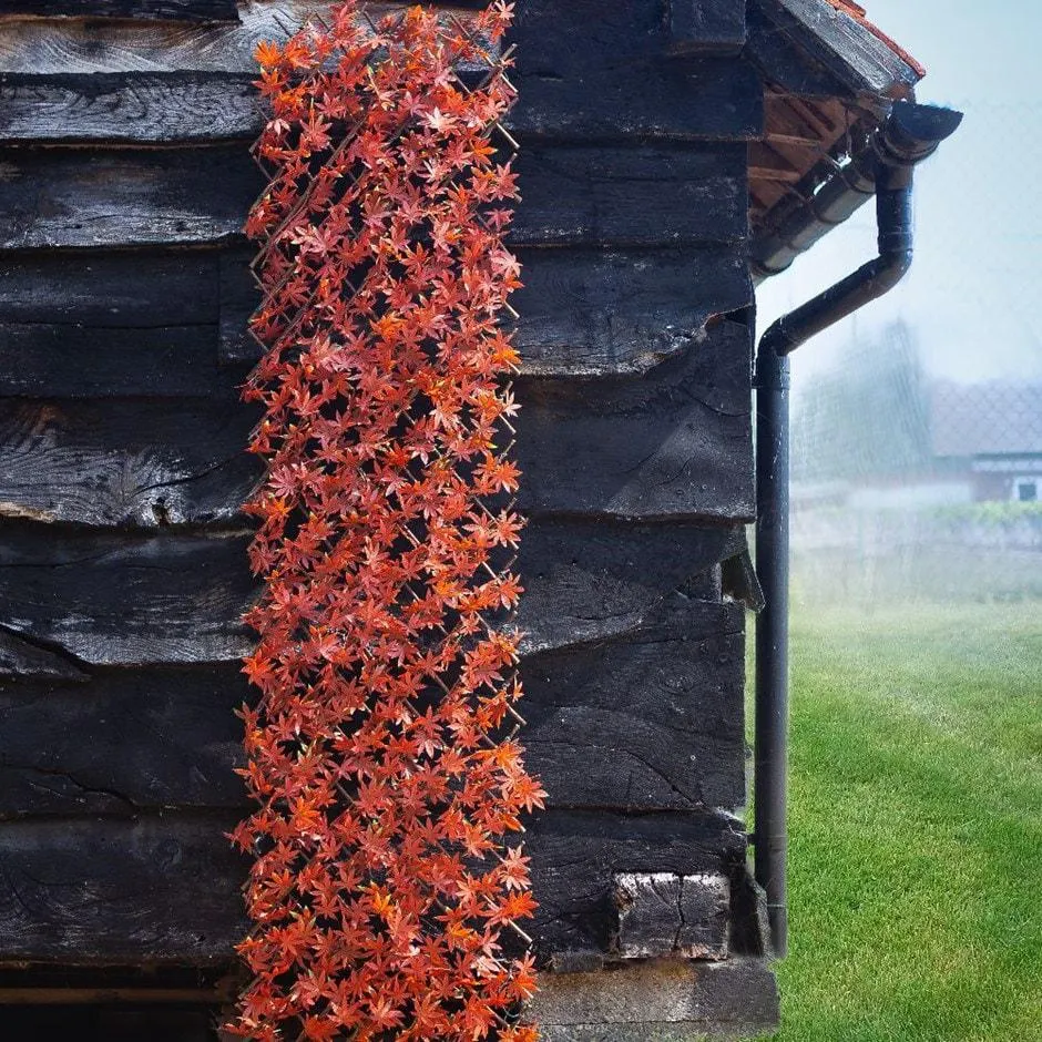 Red acer leaf trellis