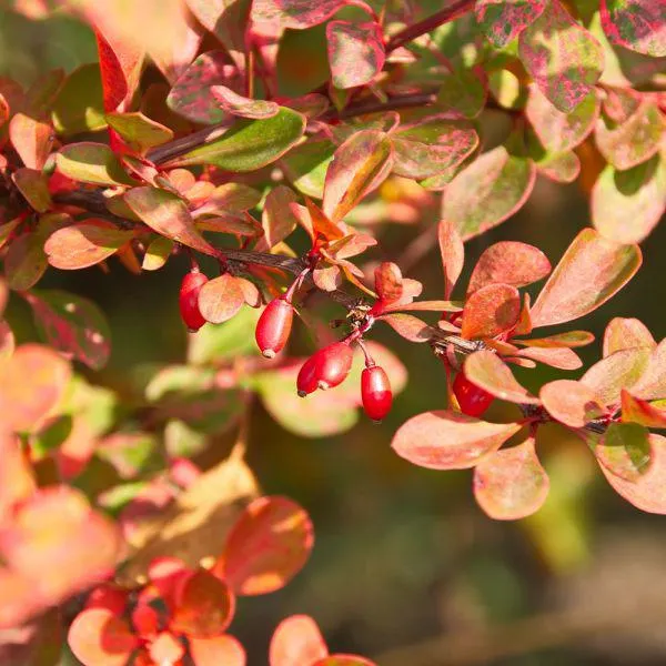 Berberis thunbergii 'Starburst' 4.5 Litre