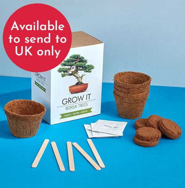 Bonsai Tree - Grow It Kit
