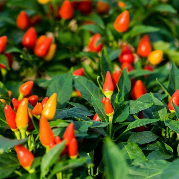 Capsicum 'Salsa' 10.5cm