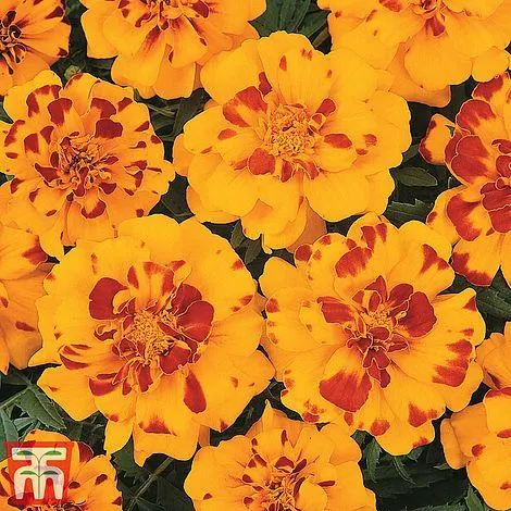 Marigold 'Durango Bolero' F1 Hybrid - Kew Collection Seeds Tagetes patula French Marigold