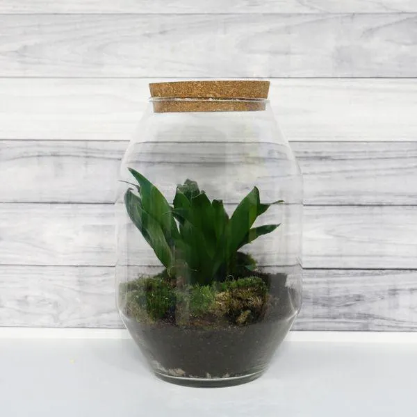 Bottle Garden 17cm x 25cm