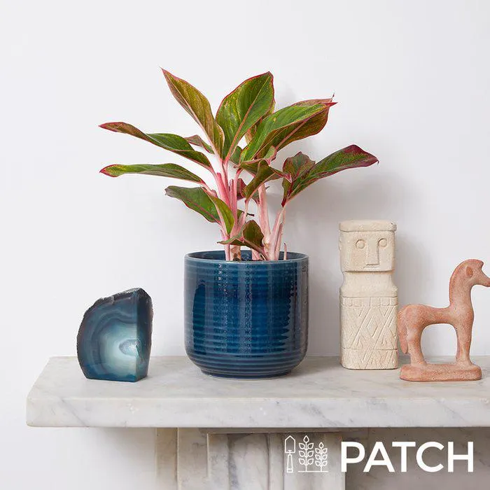 Patch 'Aggie' in Ceramic Blue Pot
