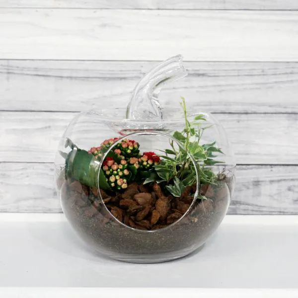 Bottle Garden - Apple 18cm x 25cm