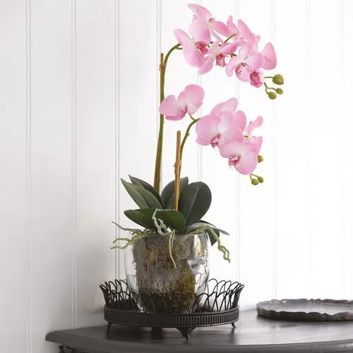 Pink Double Phalaenopsis