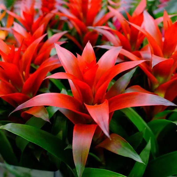 Guzmania Mixed Decorum - Bromeliad Mix 13cm