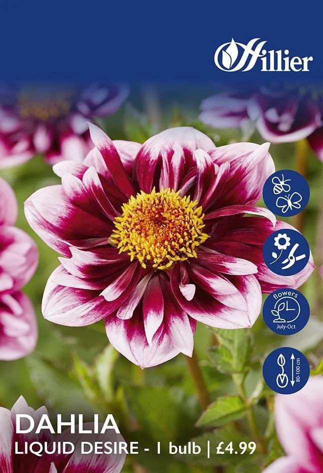 Dahlia Liquid Desire Tubers