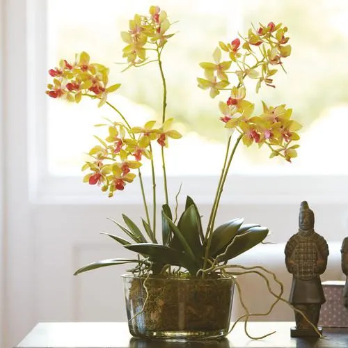 Petite Phalaenopsis Centrepiece