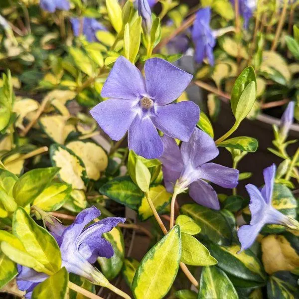 Vinca Illumination 2 Litre