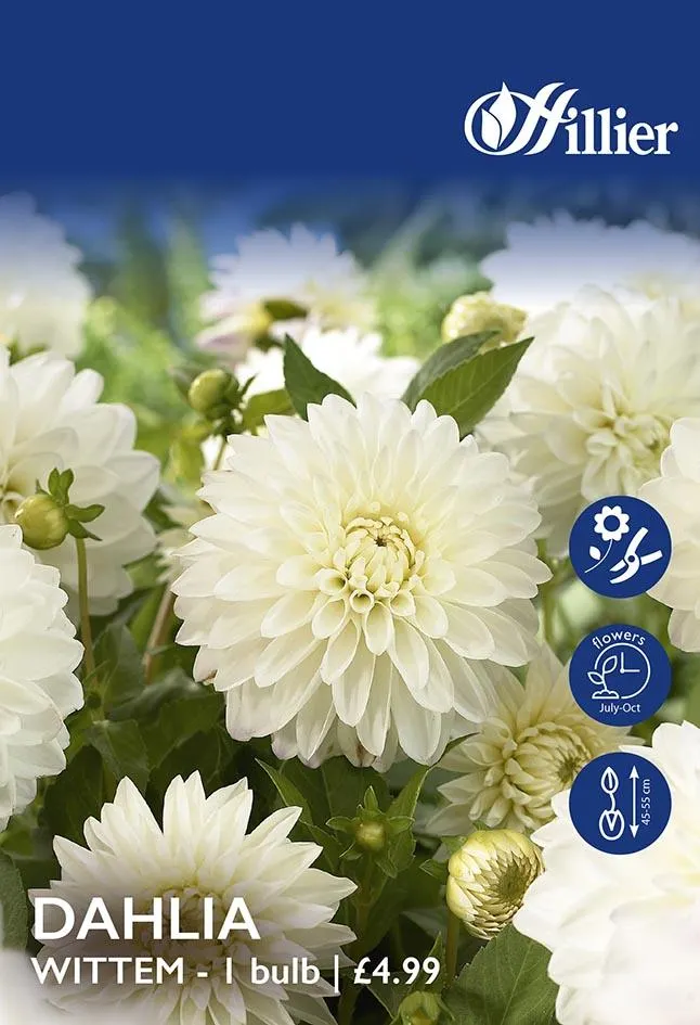 Dahlia Wittem Tubers