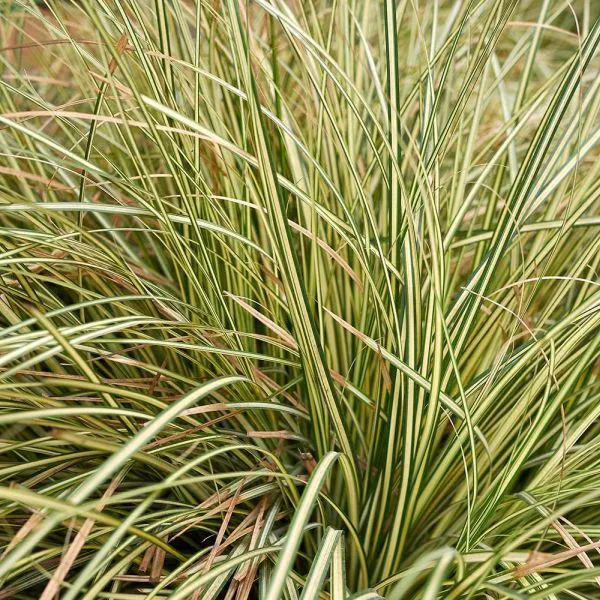 Carex oshimensis 'Evergold' 3 Litre