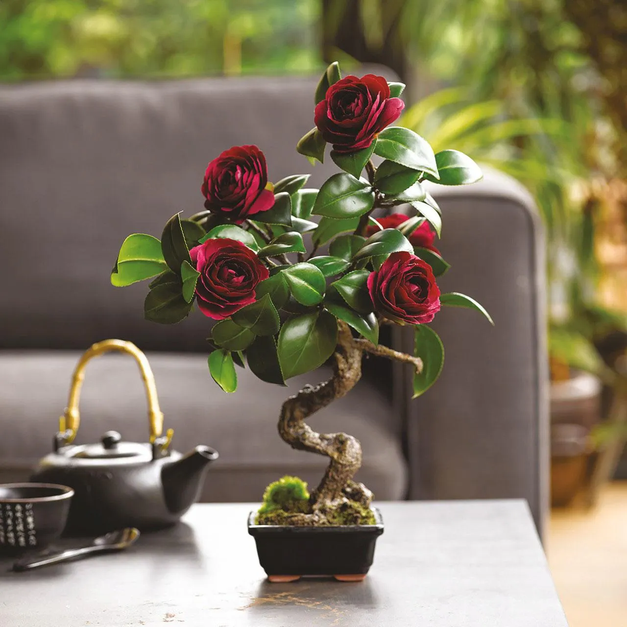 Ruby Camellia Bonsai