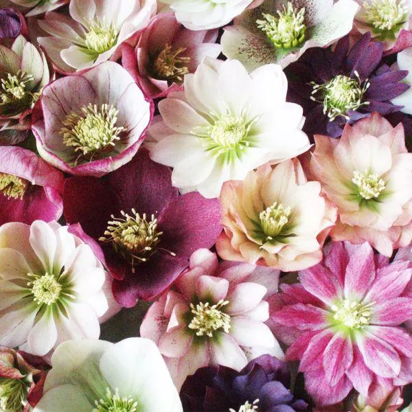 Helleborus in Variety - 4 Litre