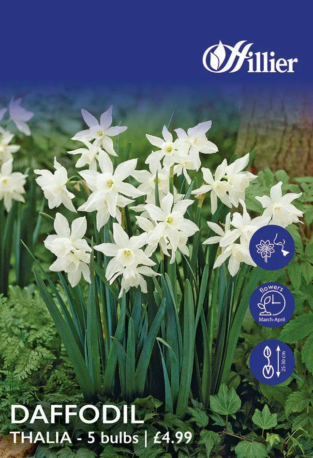 Daffodil Bulbs Thalia