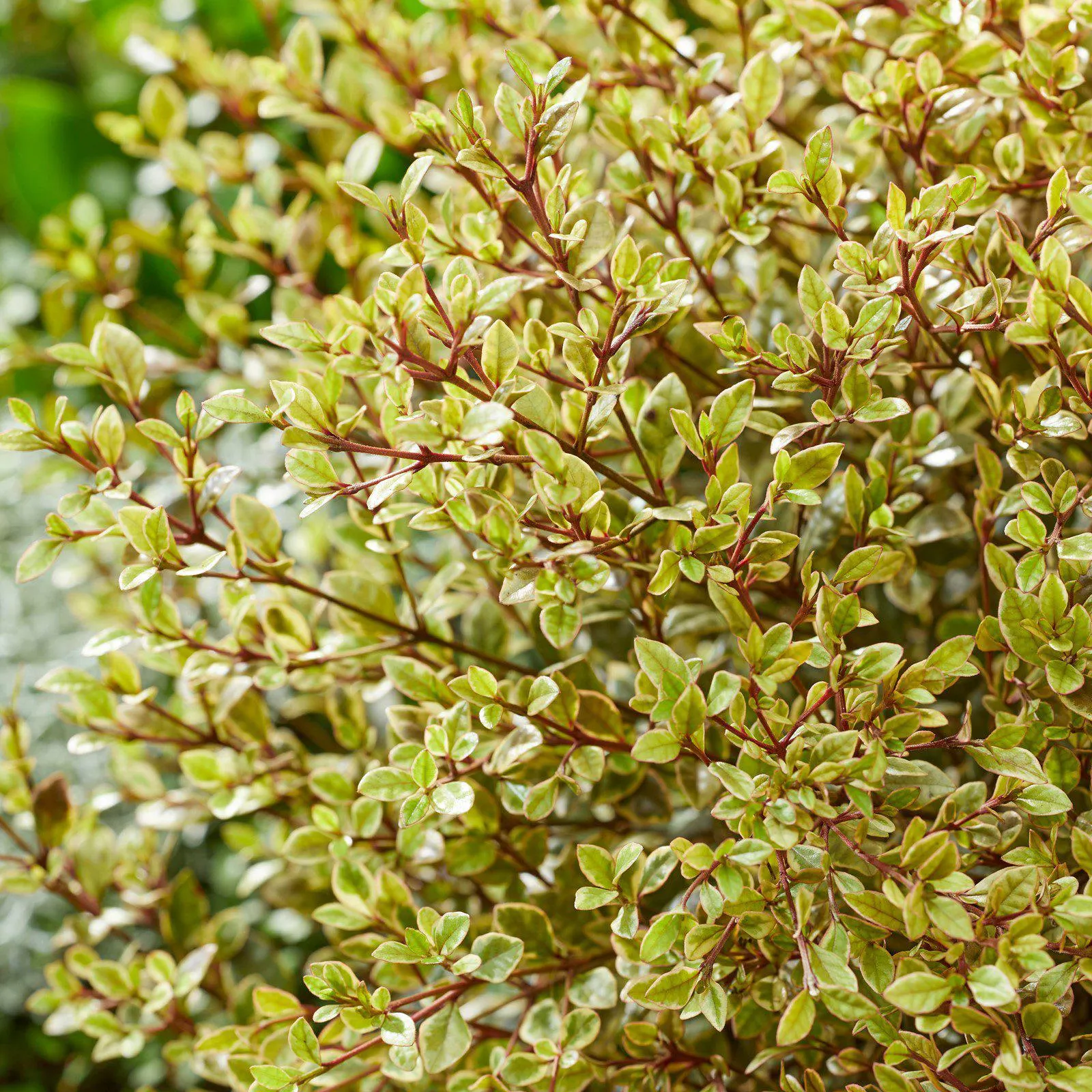 Lophomyrtus ralphii ‘Golden Dragon’ 3L