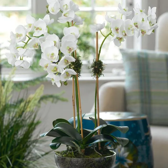 Triple Phalaenopsis Orchid
