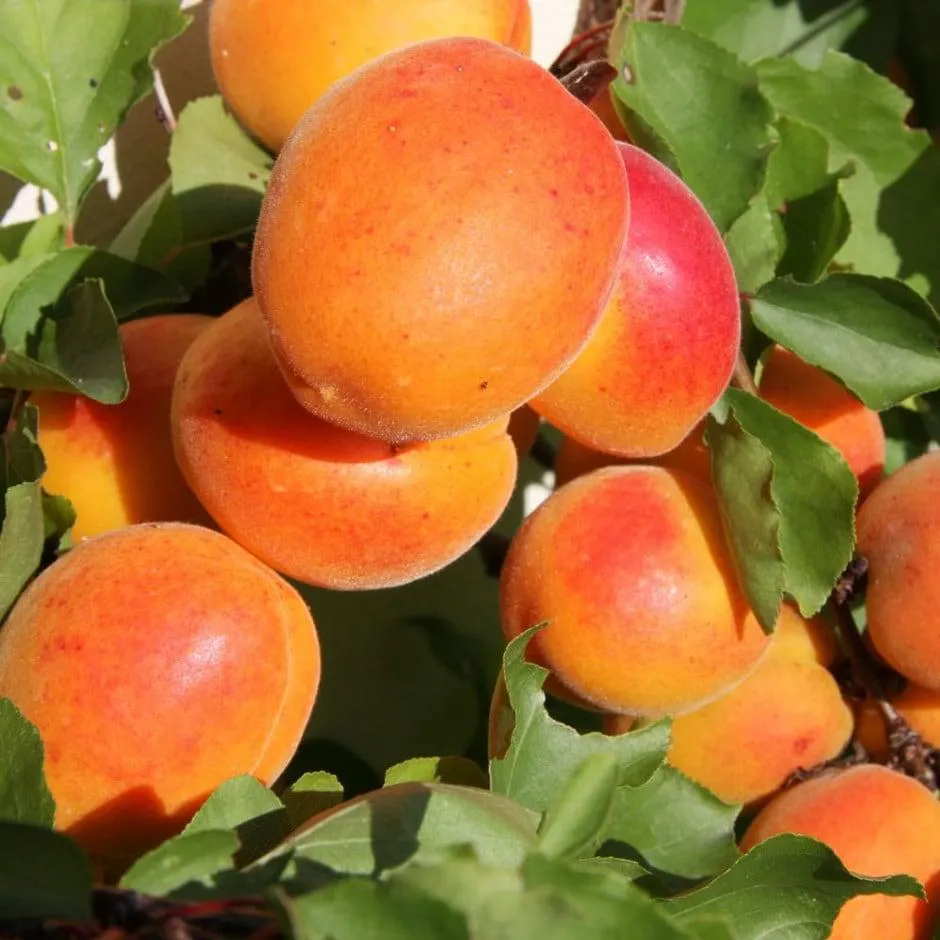 apricot 'Tomcot' ( syn. Prunus armeniaca 'Tom Cott' )