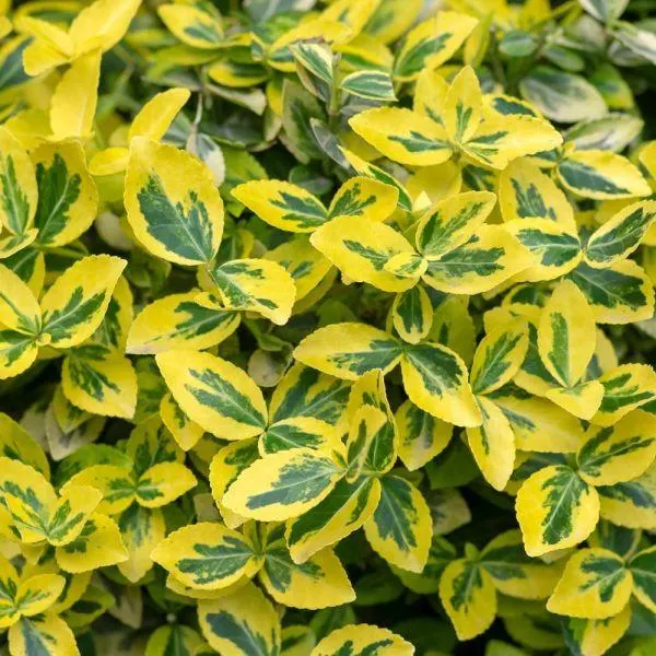 Euonymus Micro Albovariegatus 4.5 Litre pot