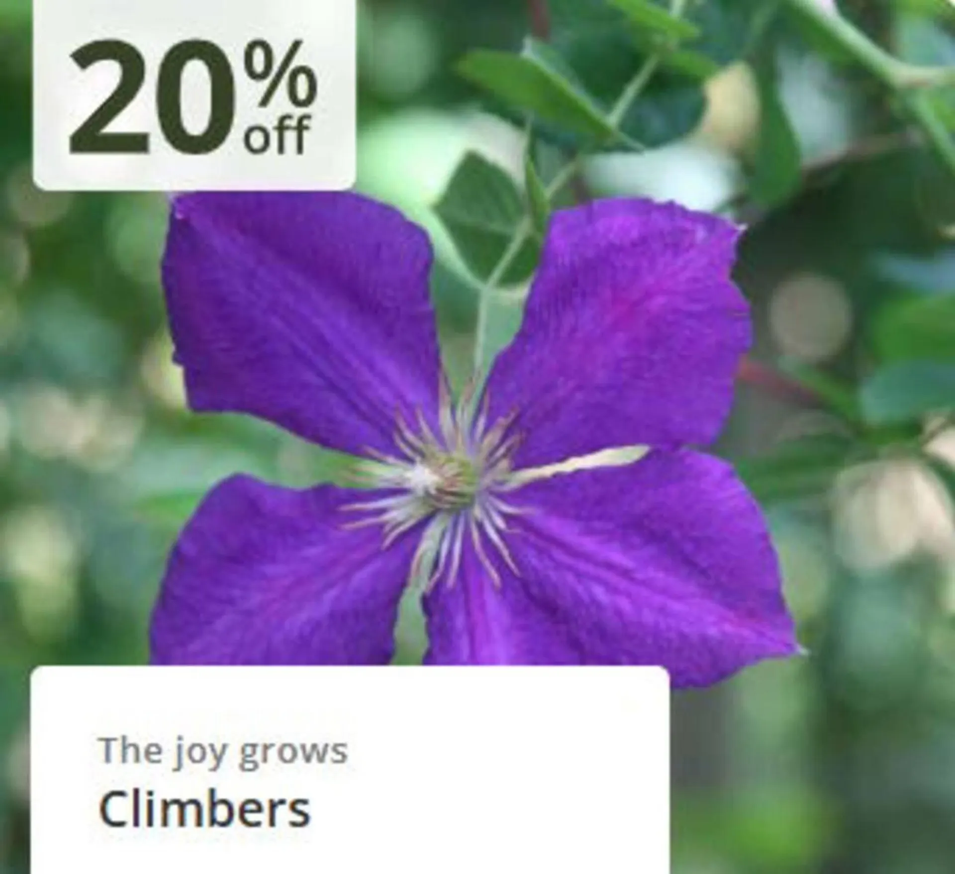 Crocus leaflet from 24 February to 16 March 2026 - Catalogue Page 4