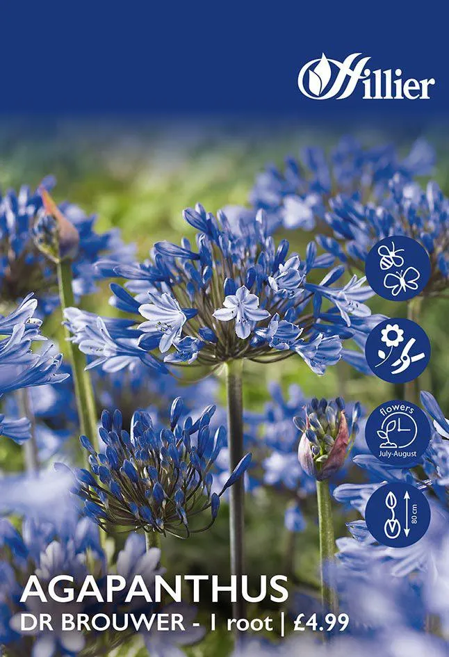Agapanthus Dr Brouwer Bulbs