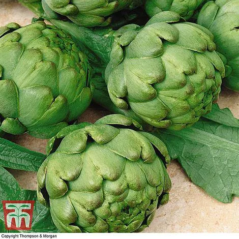 Artichoke 'Imperial Star' - Seeds