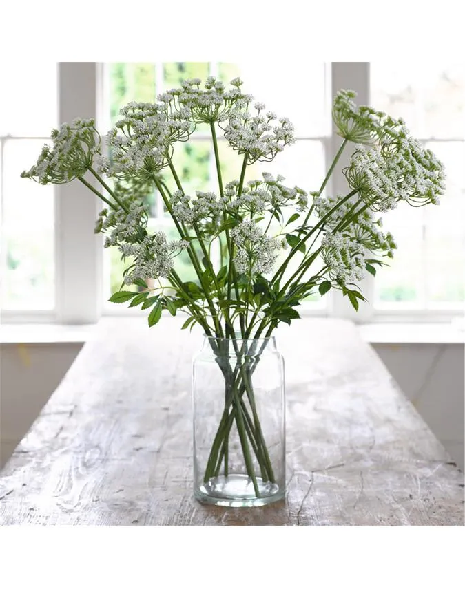 White Cow Parsley in 1colour