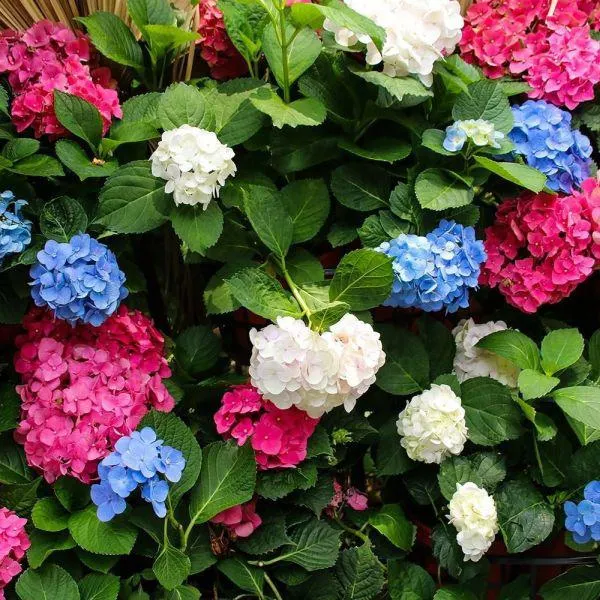 Hydrangea 5 Litre