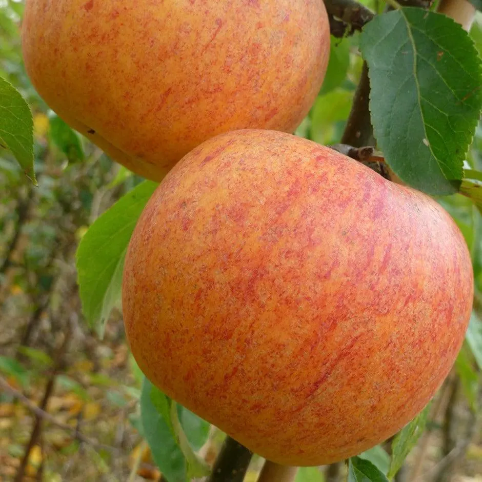 apple 'Charles Ross'