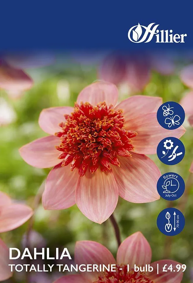 Dahlia Totally Tangerine Tubers