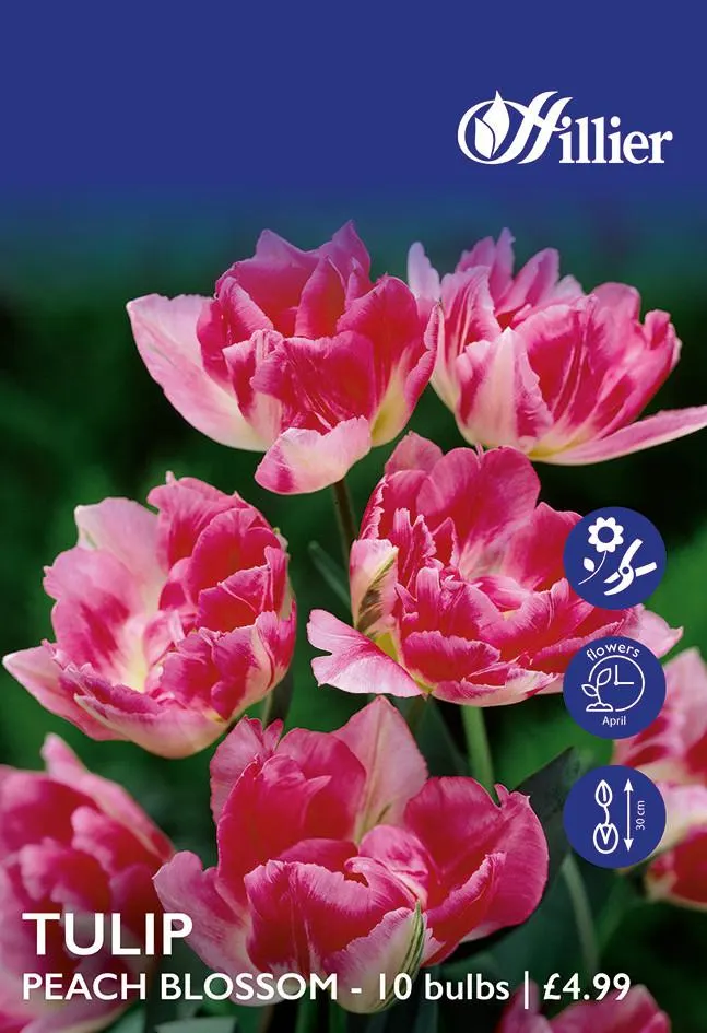 Tulip Bulbs Peach Blossom