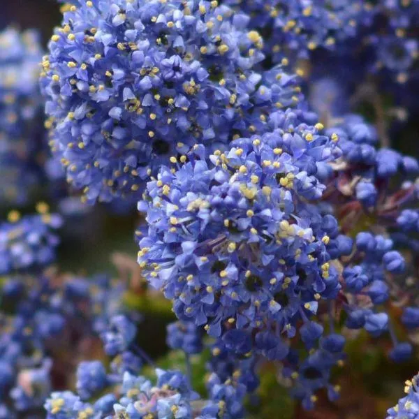Ceanothus Imp. Victoria 4.5 Litre