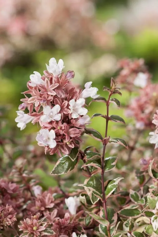 Abelia x grandiflora ‘Magic Daydream’ 3L