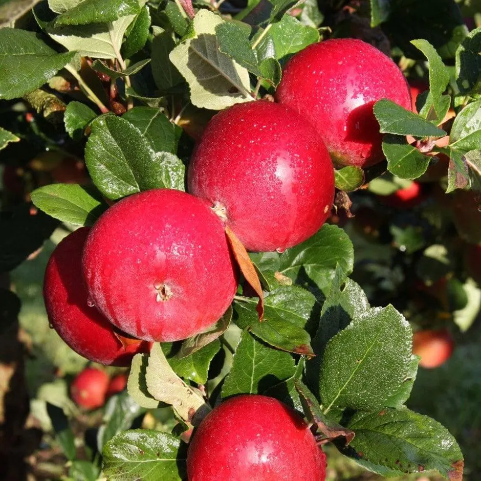 apple 'Red Devil'