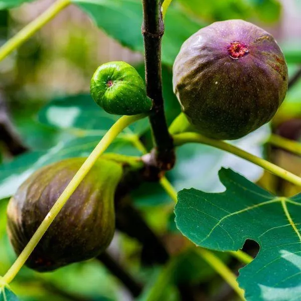 Ficus 'Little Miss Figgy' 5 Litre