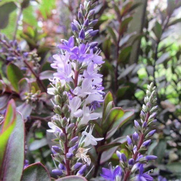 Hebe 'Burgundy Blush' 2 Litre