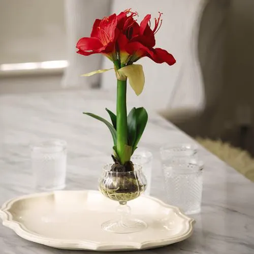 Potted Amaryllis Topiary