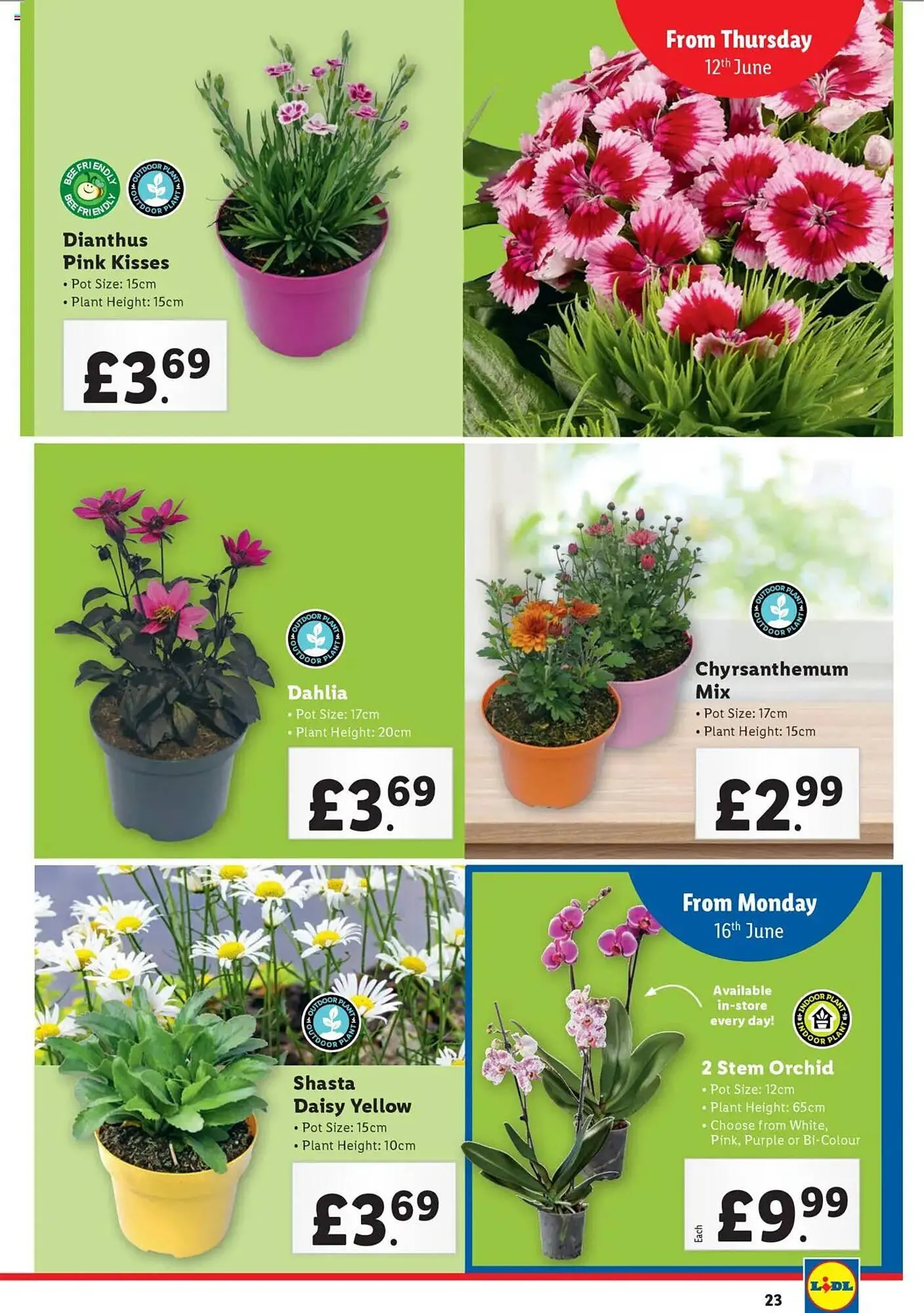 Lidl leaflet from 12 June to 18 June 2025 - Catalogue Page 23