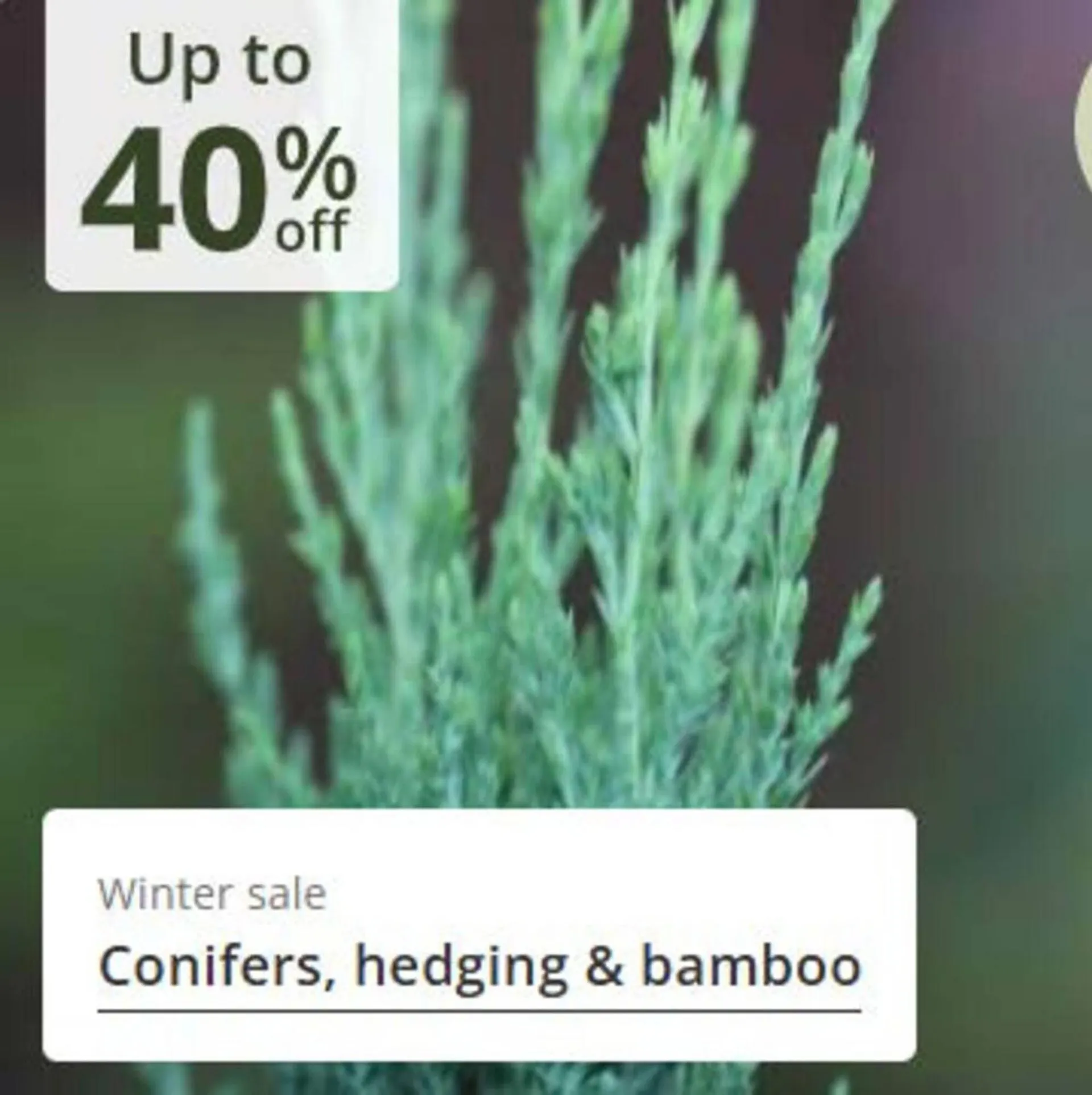 Crocus leaflet from 24 December to 8 January 2026 - Catalogue Page 16