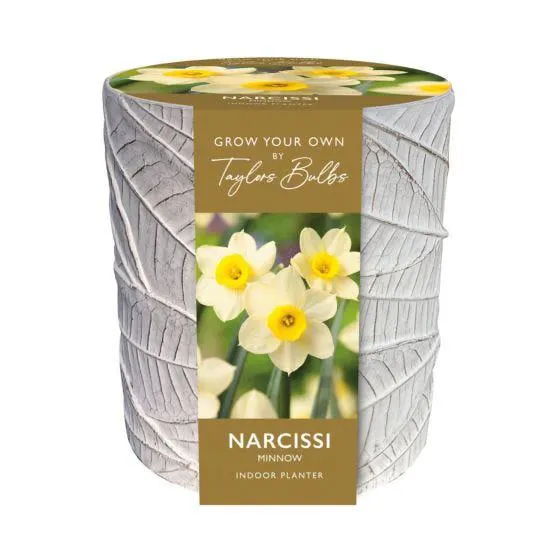 Taylors Bulbs Minnow Stone Leaf Pot