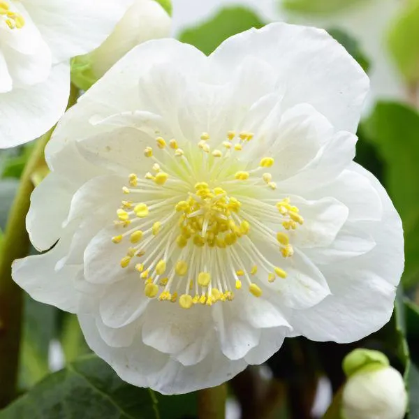 Helleborus Collection 1 Litre