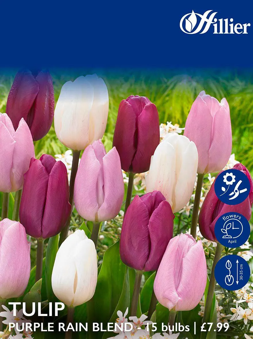 Tulip Bulbs Purple Rain Blend