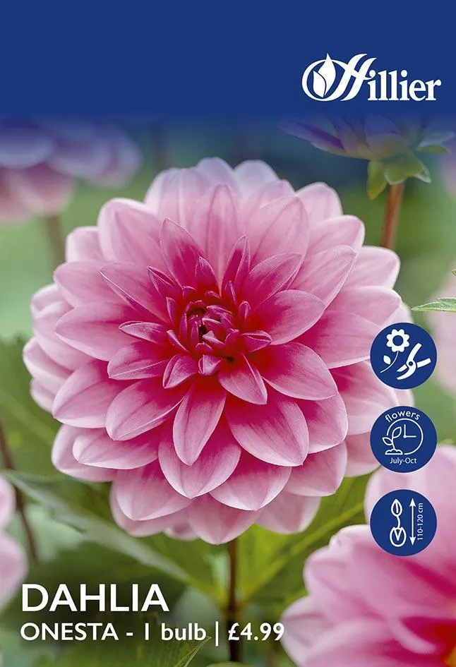 Dahlia Onesta Tubers