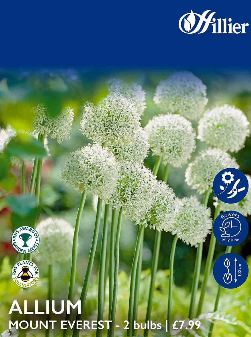 Allium Bulbs Mount Everest