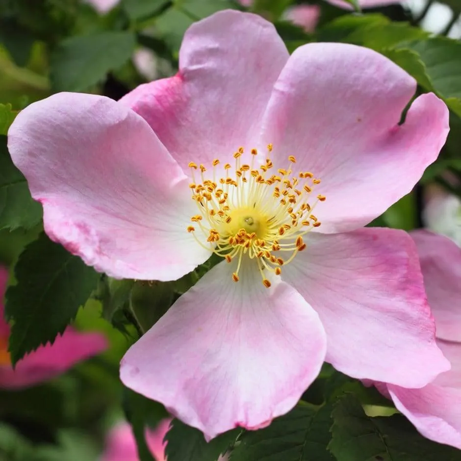 dog rose hedge Rosa canina