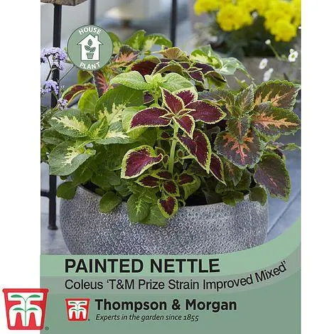 Painted Nettle - House Plant Seeds