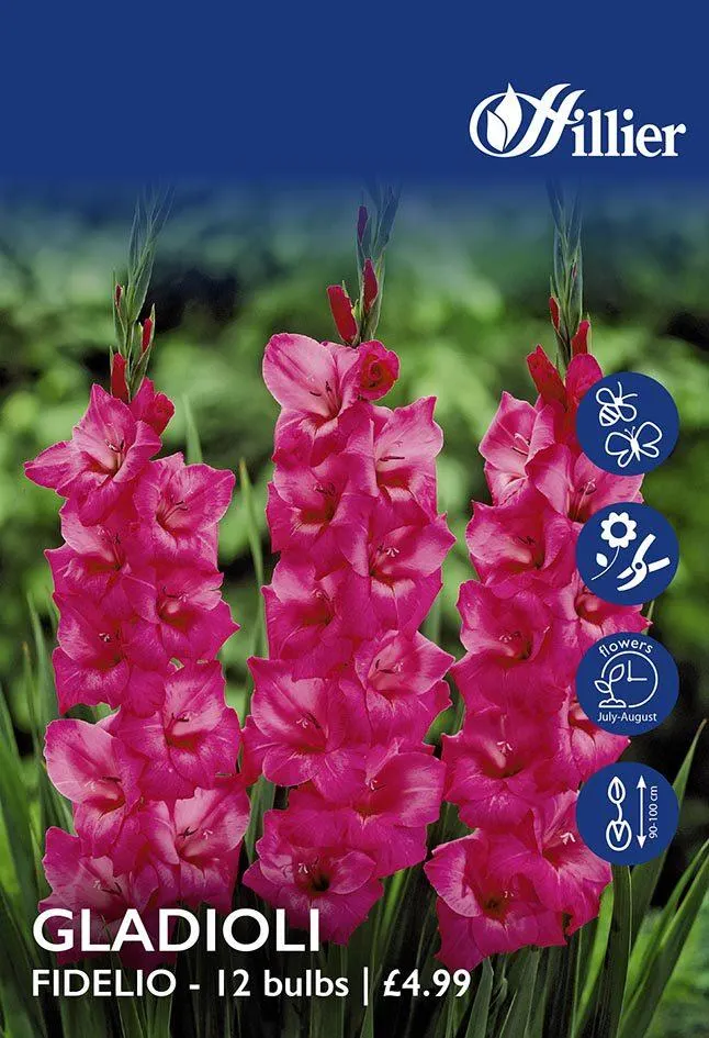 Gladioli Fidelio Bulbs